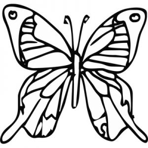Grawer Specjalny-Motyl 2-1-1